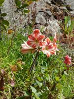 am Wegesrande // Levadawanderung bei Maroços