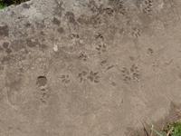 Spuren im Beton // Levada bei Maroços