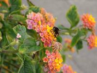 Blumenmeer // Caniço