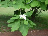 Garten der Quinta do Palheiro