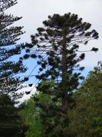 Affenschreck // Garten der Quinta do Palheiro