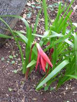 Garten der Quinta do Palheiro