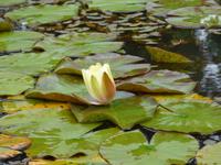 Garten der Quinta do Palheiro