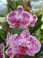 im Orchideengarten