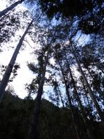 Eukalyptuswald // Wanderung nach Monte