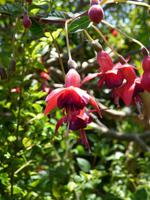 im Kräutergarten // 