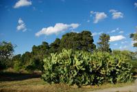 Giardini_Naxos_Archäologiepark (1)