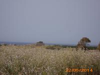 Akropolis - Selinunte