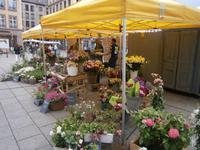 Blumen in allen Farben