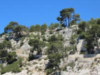 Cassis