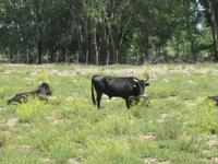 Camargue-Stier