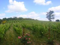 der Weinberg