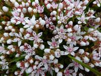 Pembrokeshire Coast Path