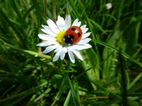 Pembrokeshire Coast Path