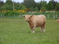 Beim Culloden Battlefield