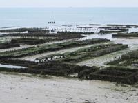 Austernbänke bei Cancale