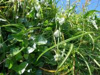 Lauchglöckchen auf Sark