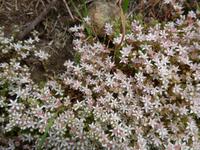 Jersey-englische Fetthenne