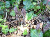 Guernsey-Efeu-Würger