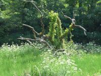 Jersey-im Waterworks Valley