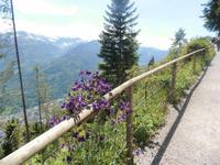 auf dem Weg zum Harder Kulm