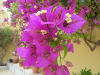 Im  Kloster von Paleokastritsa