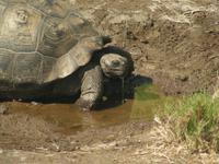 Alcedo Riesenschildkröte