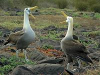Balzende Galapagos Albatrosse