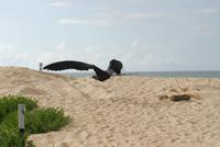 Fregattvogel räumt Schildkrötennest aus
