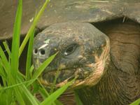 Santa Cruz Riesenschildkröte