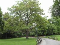 Wien  -  Stadtpark