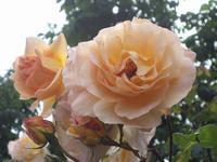 Volksgarten, Rosen