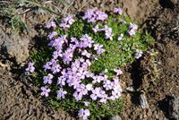 Vegitation am Godafoss