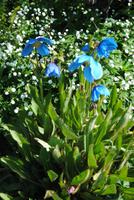 Blütenpracht in Petras Steinhaus