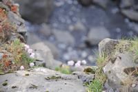 Landspitze von Dyrholaey