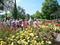 Im Rosengarten, Wertheim