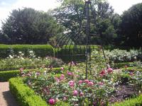 Rosengarten in Arundel