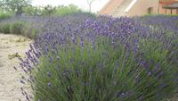 Lavanda
