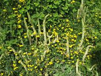 Venusnabel (Umbilicus)