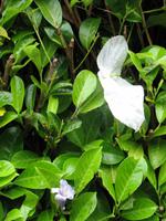 Taschentuchbaum (Davidia involucrata)