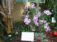 Eric Young Orchid Foundation auf Jersey