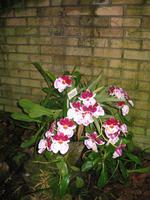 Eric Young Orchid Foundation auf Jersey