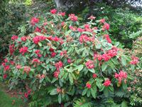 Besuch von Privatgärten auf Jersey