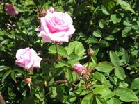 Besuch von Privatgärten auf Jersey