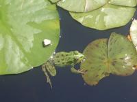 Froschkönig