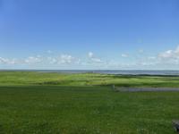 Salzwiesen an der Nordseeküste