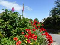 Sylt - Blumenpracht in Keitum