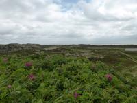 Sylt - Dünenlandschaft