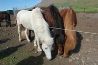 Isländer-Pferde in allen Farben