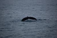 Walbeobachtung ab/an Akureyri - Buckelwal